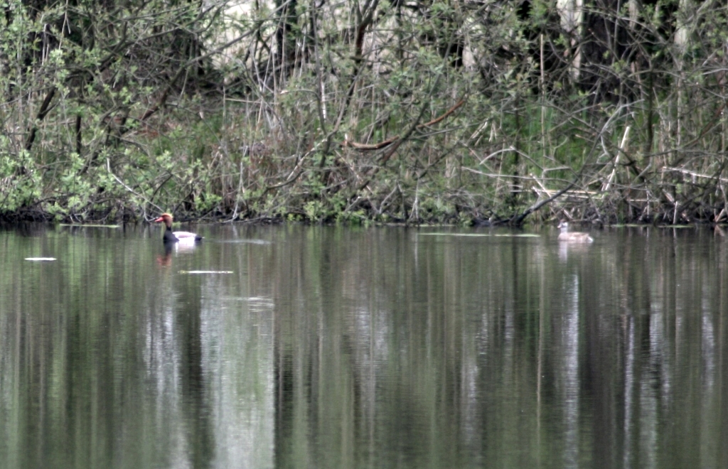 VWG vogelreis Oost Duitsland mei 2010 527